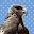 Bilderbuch Tiere Download on Windows