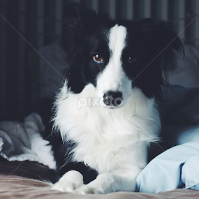 Can't forget my Bubs! by Jenna Line - Animals - Dogs Portraits