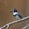 Belted Kingfisher (male)