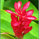 Red Ginger Plant