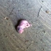 Baby Mouse