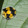 Tortoise Beetle