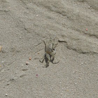 Ghost crabs / Sand crabs