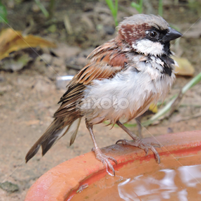 Sparrow by Bharat Darji - Animals Birds