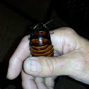 Madagascar Hissing cockroach