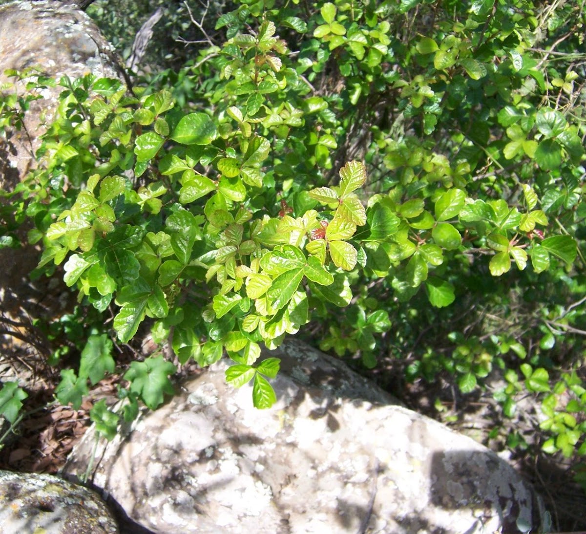 Poison Oak