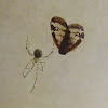 spider v leafhopper