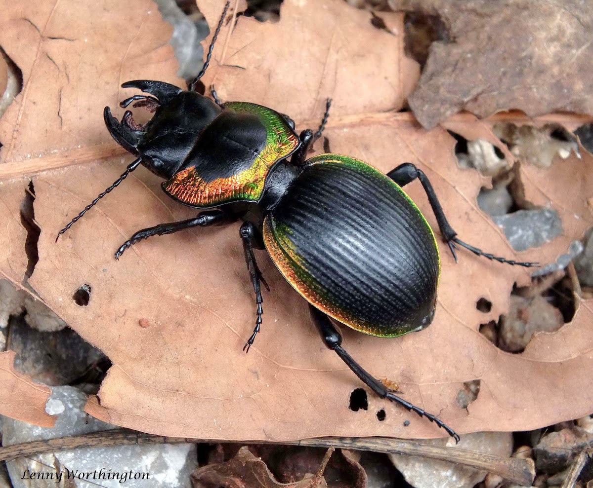 Copper Ground Beetle Project Noah