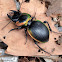 Copper Ground Beetle