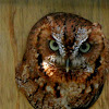 eastern Screech-Owl