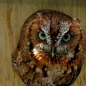 eastern Screech-Owl