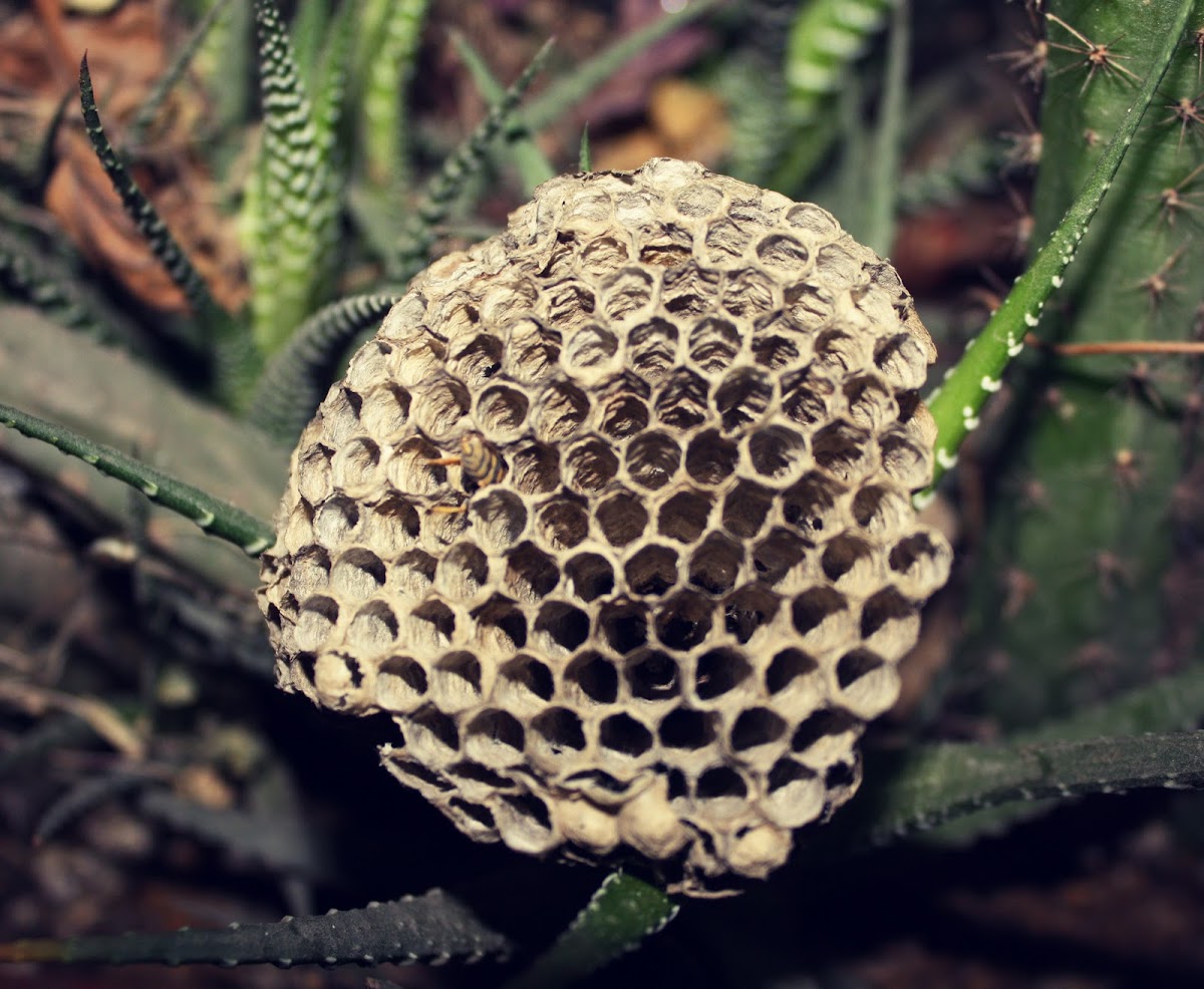 Nido de Avispa Cartonera / European Paper Wasp Nest