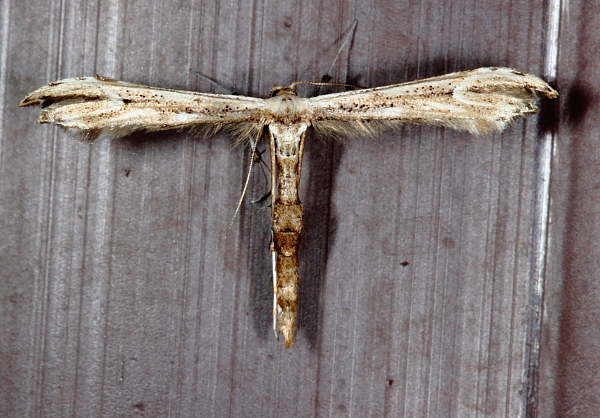 Eupatorium Plume Moth