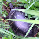 Eastern painted turtle