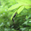 Mating Soldier Beetles
