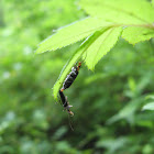 Mating Soldier Beetles
