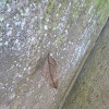 Dead-leaf Moth