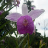 Orquídea Bambú