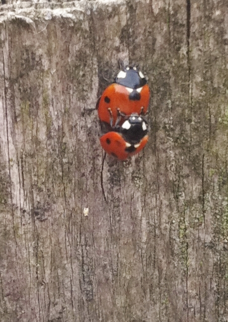 Seven-spotted Ladybird / Ladybug Mating Season