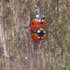 Seven-spotted Ladybird / Ladybug Mating Season