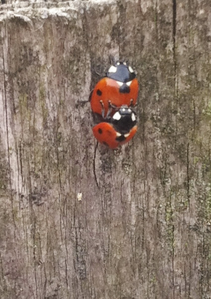 Seven-spotted Ladybird / Ladybug Mating Season | Project Noah
