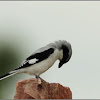 Southern Grey Shrike