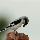 Southern Grey Shrike