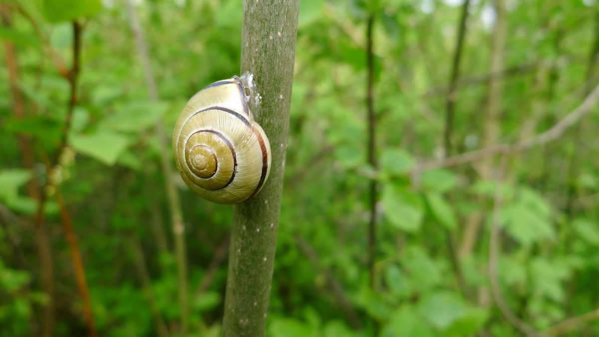 Grove Snail