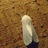 Virginian Tiger Moth 