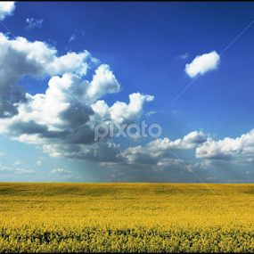 Peisaj din Dobrogea by Dragos Nedelcu - Landscapes Travel