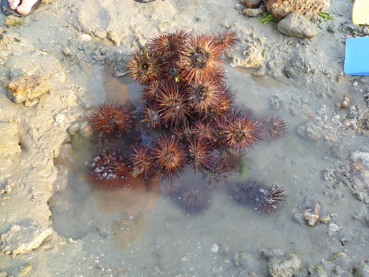 Purple spine sea urchin