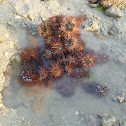 Purple spine sea urchin
