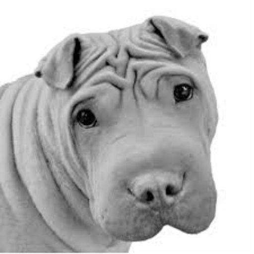 Guia Del Shar Pei moded apk - Download latest version 3.0.0