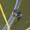 Boreal Chorus Frog