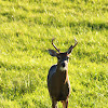 white tail deer