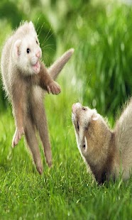 Verry Funny Animals Screenshots 1