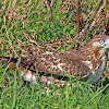 Red-tail Hawk on ground