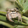 Jumping spider