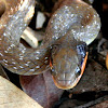 Herald or Red-lipped snake