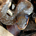 Herald or Red-lipped snake