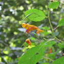 Orange Jewelweed,