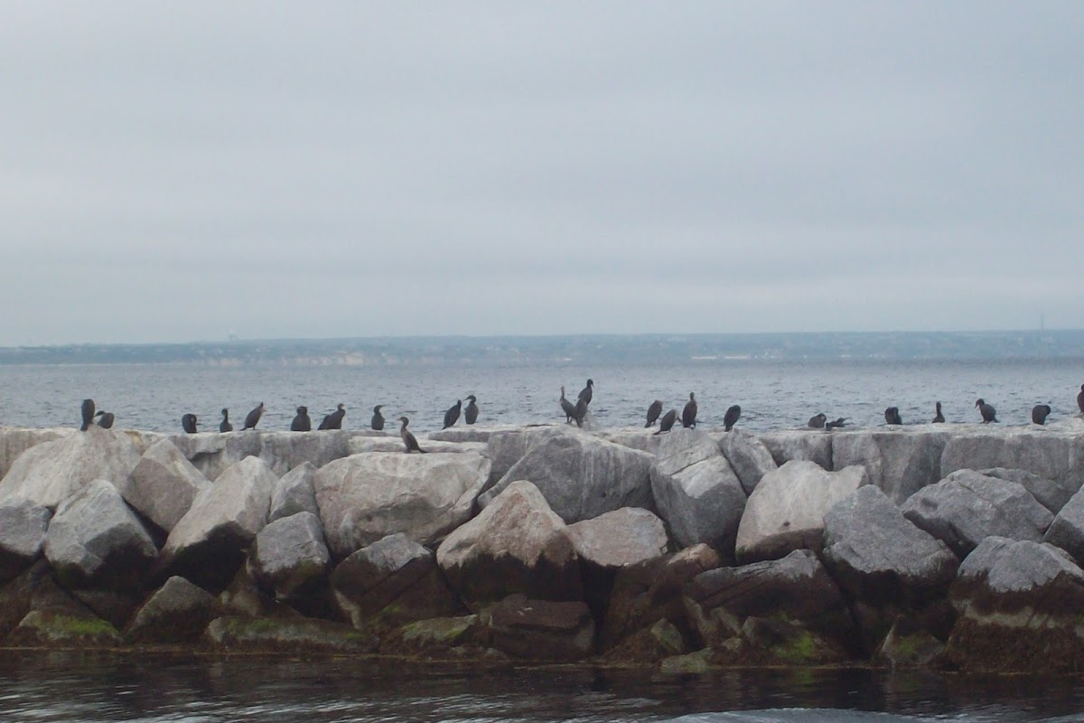 Double-crested Cormorant