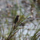 Plain Prinia