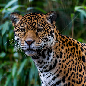 Say What by Ken  Frischkorn - Animals Lions, Tigers & Big Cats