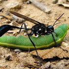 Caterpillar-hunting Wasp