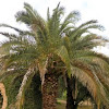 Palmera canaria. Canary Island date palm