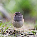 Dark-eyed junco