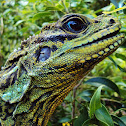 Philippine Sailfin Lizard