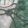 Circle Marked Brittle Star