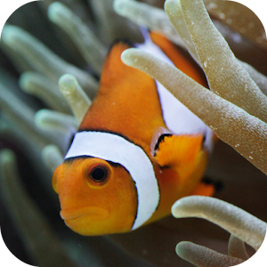 Ocean Fish Aquarium 1.0